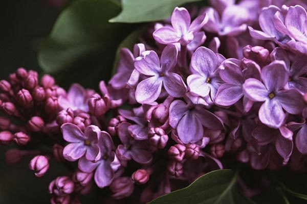 گل یاسمن یاسی